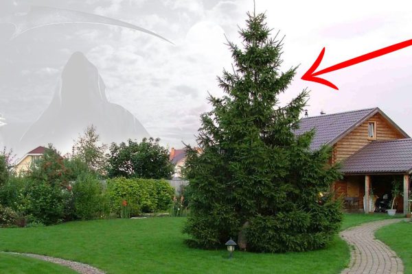 Вот почему нельзя сажать ель возле дома. Чтобы снизить отрицательный эффект…