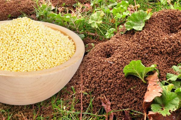 Удобрение не покупаю, вместо этого беру несколько пакетов дешевой крупы и рассыпаю ее на участке