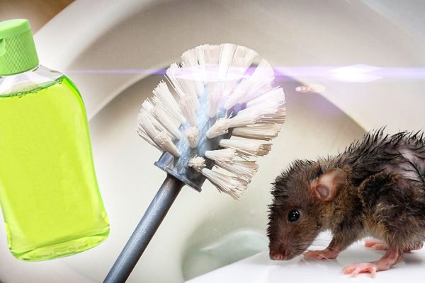 Мама прогнала толстую крысу из моей ванной и подарила дешевый шампунь, вот зачем