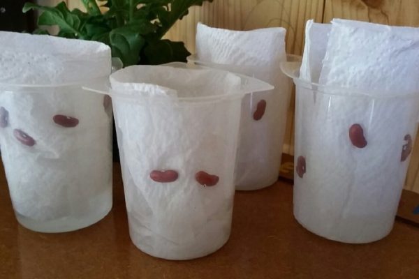 Губка, ножницы и горсть зерен — всё, что нужно для детского счастья. Как же мило!