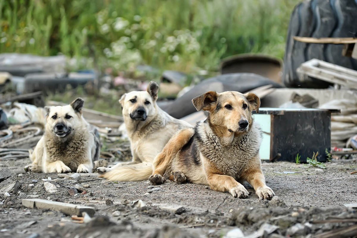 Бездомные собаки Якутск