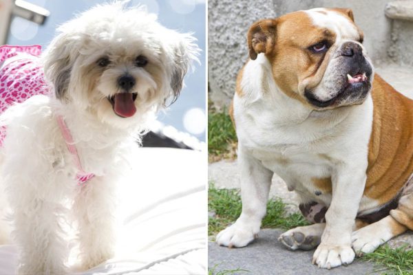 Самые любвеобильные и добрые породы собак для дома