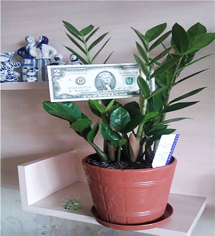 Замиокулькас (долларовое дерево): уход в домашних условиях.
