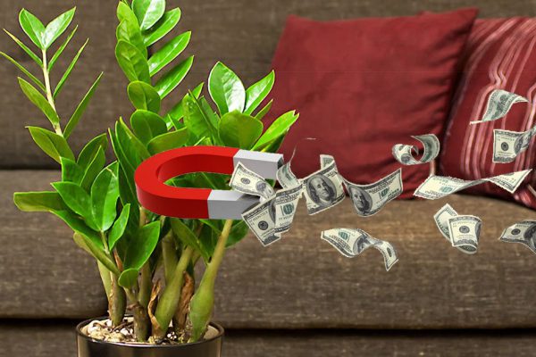 Деньги в дом привлечет замиокулькас, или долларовое дерево! Шикарное растение…