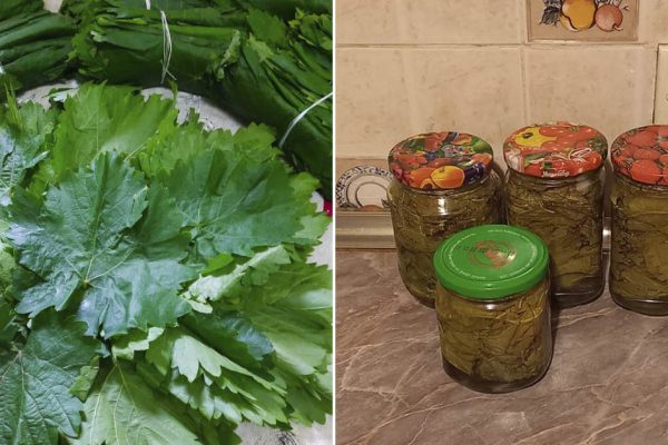 Можно ли заготовить долму на зиму, чтобы даже в морозную пору наслаждаться свежестью ажурных листьев