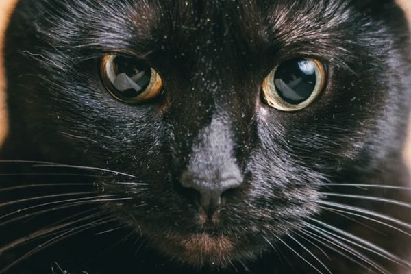 Многие думают, что кошки только то и делают, что едят да мурчат, но они ежедневно защищают наш дом