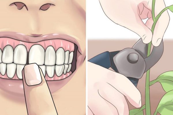 Забудь о проблемах с зубами! Эти 8 растений сделают твою улыбку неотразимой.
