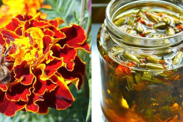 Почему я из года в год сею бархатцы и что делаю с ними осенью, не только любуюсь