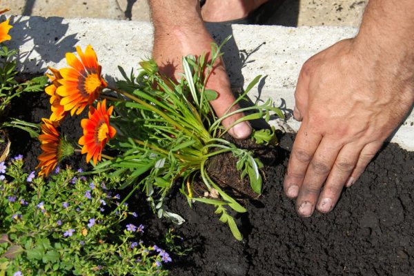 Hands putting gazania flower in black soil in flowerbed