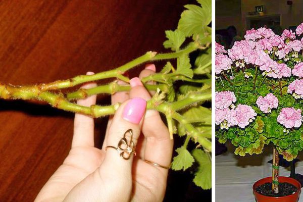 Почему говорят, что нельзя приносить вазоны из поликлиники