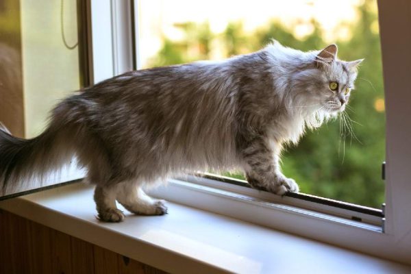 Что будет, если домашнюю кошку отпустить на улицу