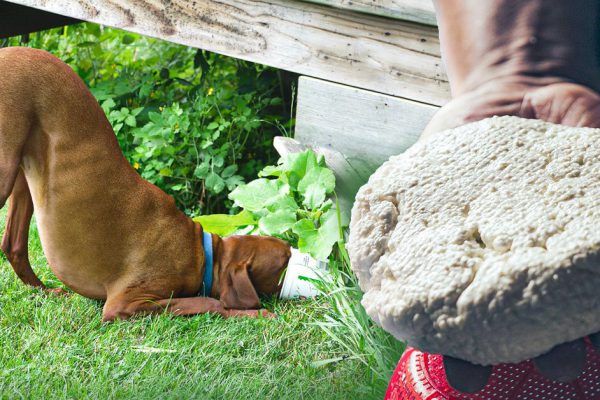 Правда ли, что собаки обожают морковь и яблоки