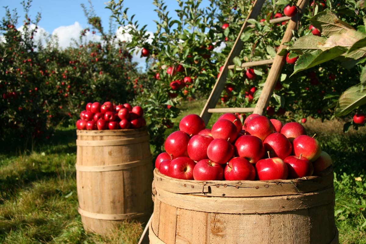 Чтобы моченые яблоки получились как в детстве, в рассол добавляю мёд и гвоздику