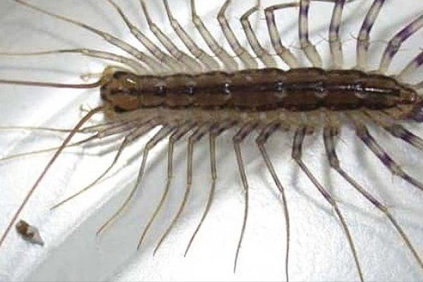 Вся правда о домашних насекомых в квартире! Срочно принимаю меры…