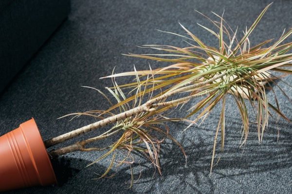 Подборка идей цветников в горшках