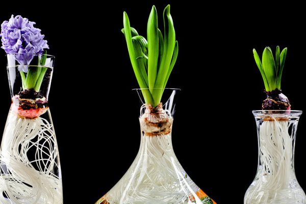 Какие цветы можно вырастить в стакане с водой