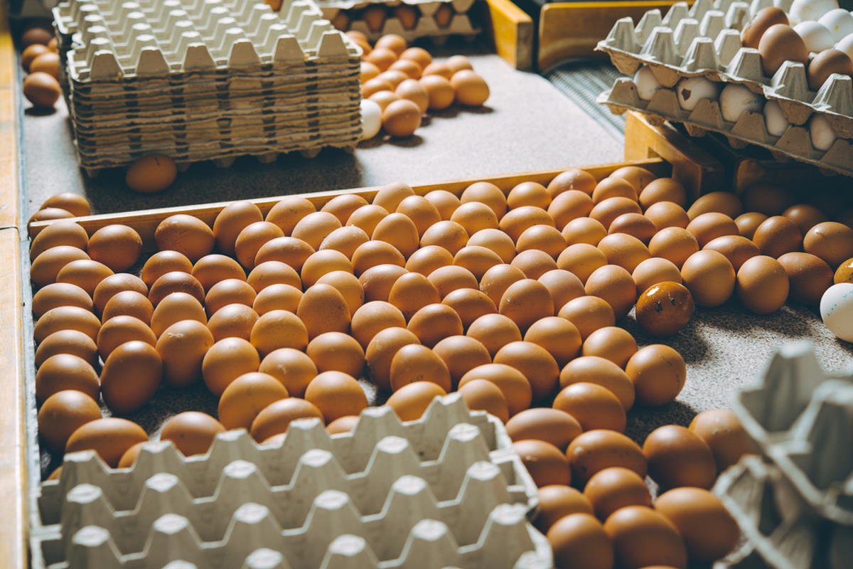 Зачем складывать яйца в пятилитровые бутли можно, бутылку, Пасху, способе, поместить, перенести, бутылки, дверцу, DepositphotosТеперь, пятилитровый, удобно, домашние, десятков, несколько, Некоторые, пятилитровые, бутылке, будут, очень, передачи