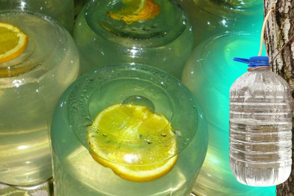 С чем закрыть березовый сок, если сахар закончился