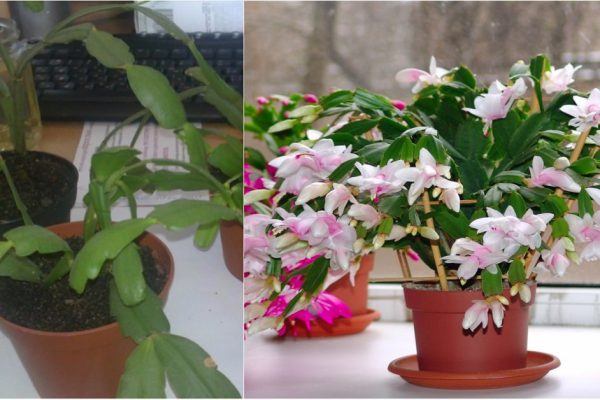 Как заставить декабрист цвести и чем подкормить в октябре