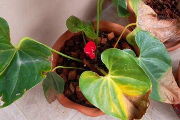Соседка нашептала советы, из-за которых пропал любимый антуриум, цветок «мужского счастья»