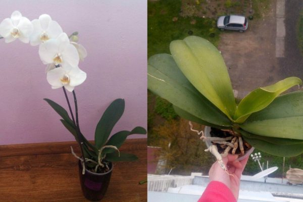В каких случаях орхидею стоит вынести в подъезд