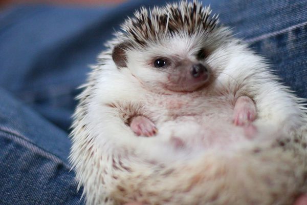Почему не стоит заводить домашнего ежа, даже если очень хочется