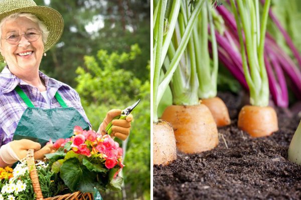 Почему нужно больше времени уделять садоводству