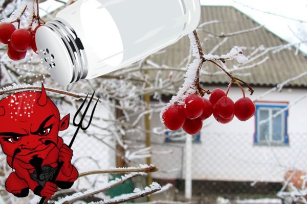 Суеверная бабуля запретила сажать у дома калину, не послушались и хлебнули горя