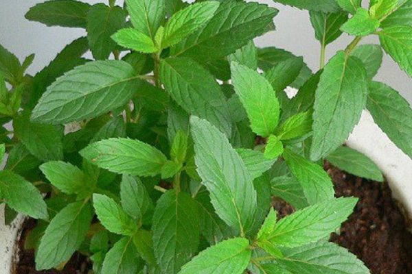 Если у тебя в доме есть это растение, ты больше не увидишь пауков, жуков и плодовых мушек!