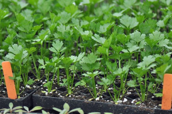 Как выбрать зелень для домашней грядки