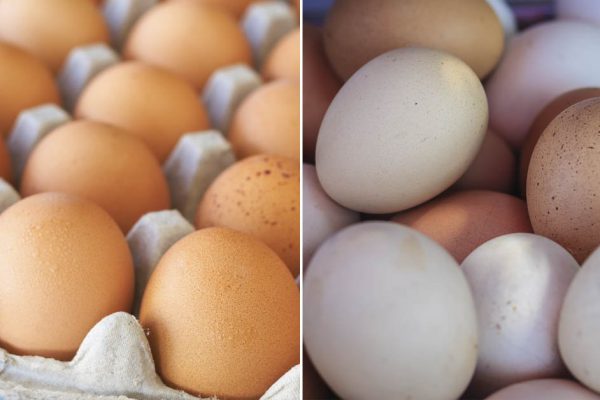 Есть ли существенные различия между дорогими и дешевыми яйцами