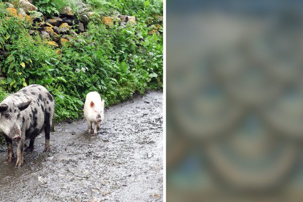 Бывалый дачник придумал прекрасное применение гальки! Я в восторге от этих идей.