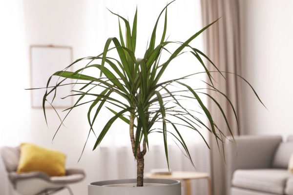 О чём не подозревают беспечные хозяева комнатной драцены