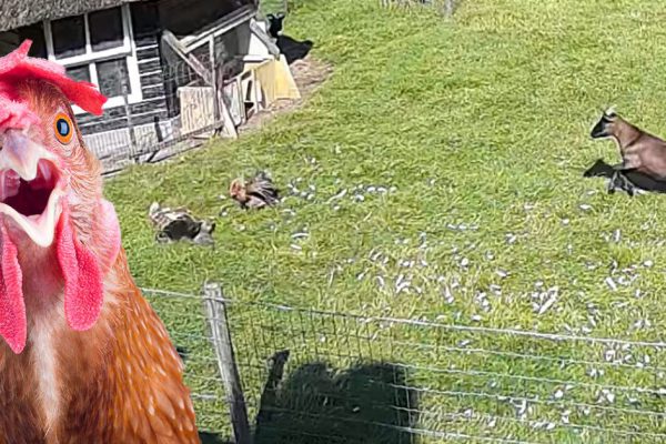 Курица чуть не отдала богу душу, но козел и петух ее спасли