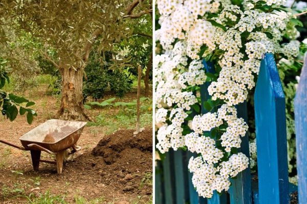 Подборка вариантов для обустройства заднего двора