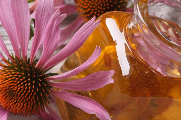 Tincture of Echinacea purpurea macro in a glass bottle. horizontal