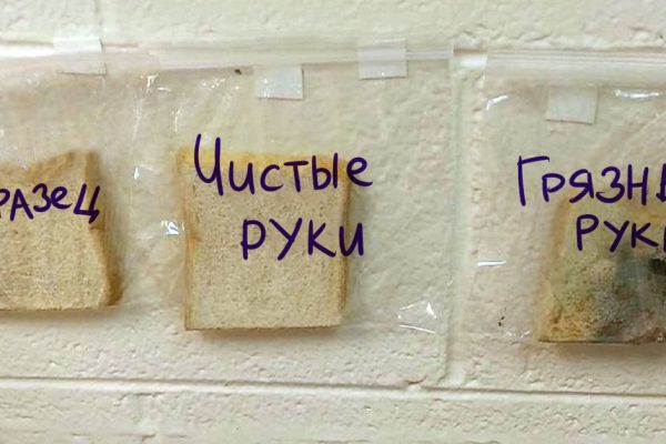 Урок затейливой учительницы мигом разлетелся по Сети! Невинный опыт с ломтиком хлеба наводит на мысль…