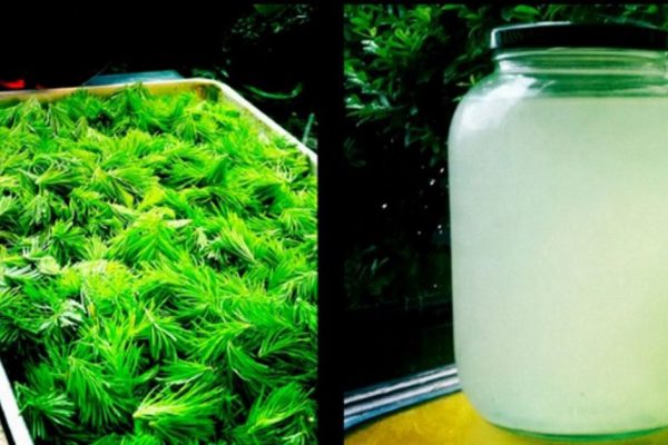 Золотой рецепт профессора Ефимова: напиток, который по праву называют эликсиром молодости.