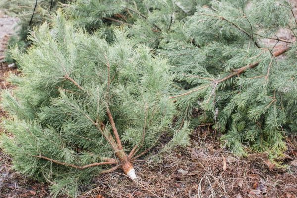 Pine trees on the ground after Christmas
