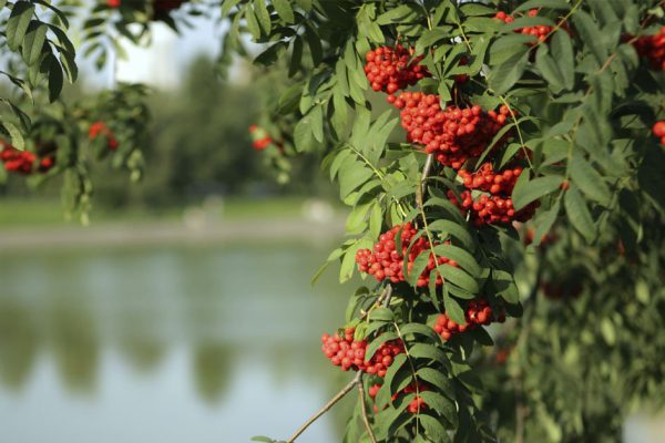 У каких деревьев-спонсоров можно напитаться энергией
