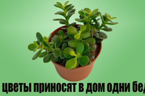 Какие растения вытягивают из тебя все соки