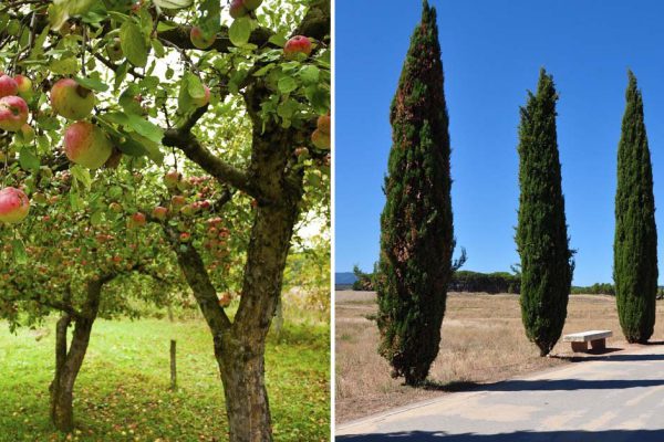 Список женских и мужских деревьев и зачем женщине спать под яблоней