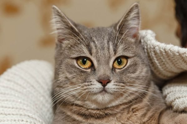 Если у тебя есть кошка, обязательно поблагодари ее за то, что она делает для тебя