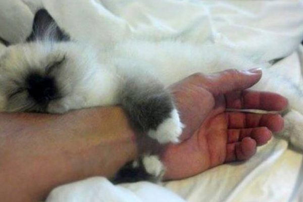 Если кошка любит спать в хозяйской постели, что это значит?