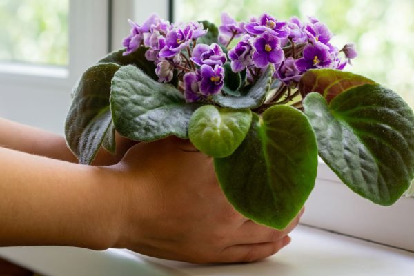 Если в твоем доме всё еще стоят эти растения-вампиры, срочно вынеси их на улицу, чтобы избежать неудачи