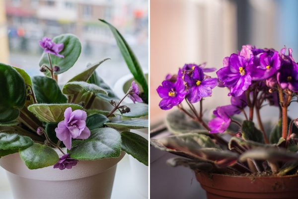 Безжалостно обрываю фиалки, чтобы спустя месяц ахнуть от пышного цветения