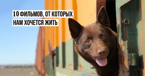 Эти 10 фильмов пробуждают любовь к жизни. Посмотри на мир со светлой стороны!