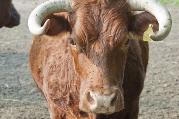 Кто из знаков зодиака будет нести свой крест в год Быка, считая каждую копейку