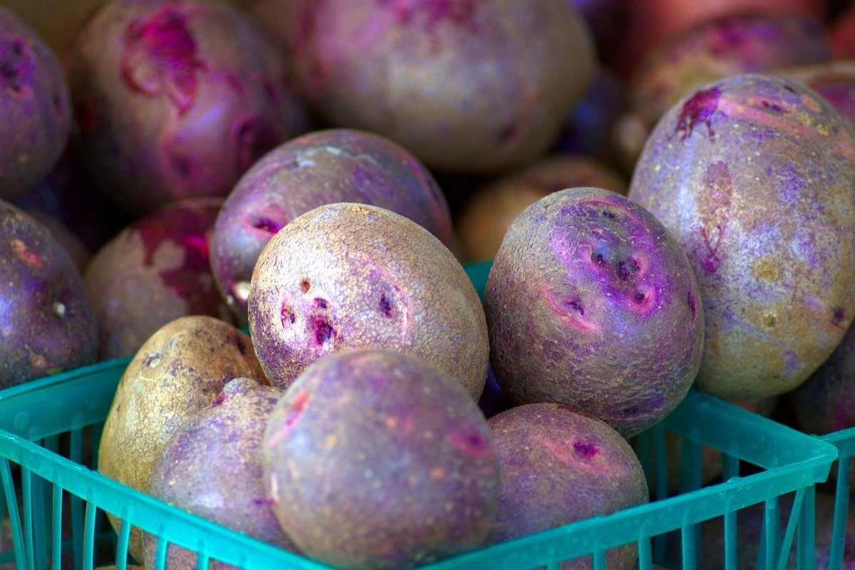 фиолетовый картофель