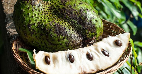 Шокирующее открытие ученых: найден чудо-фрукт, который может излечить рак!